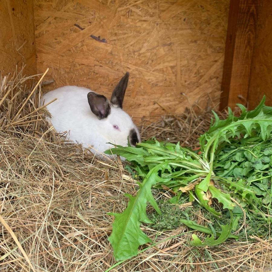 Agro Na Wapniarni Villa Biala  Dış mekan fotoğraf