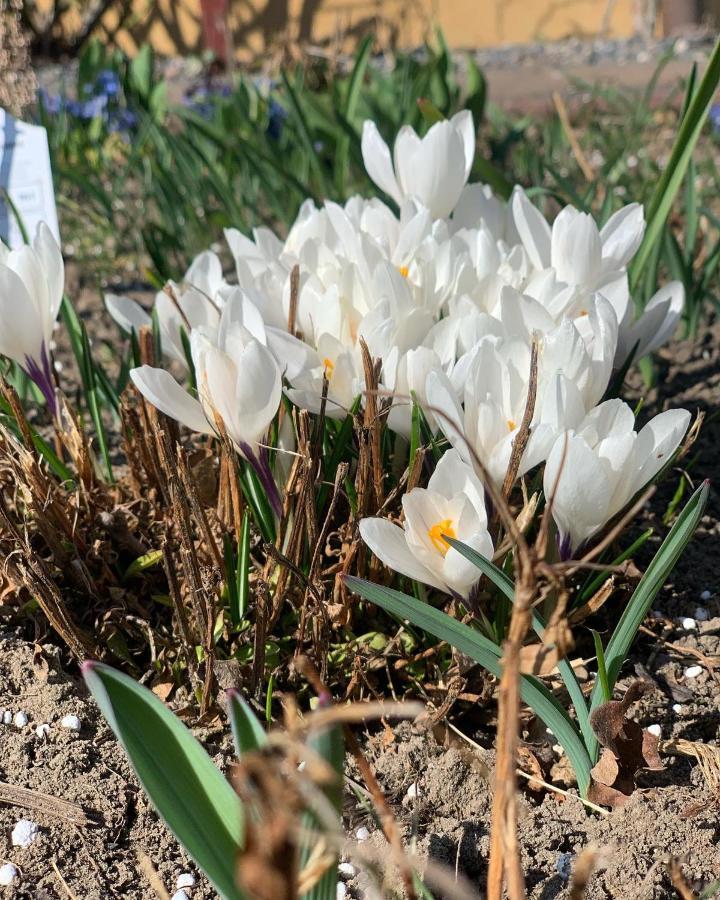 Agro Na Wapniarni Villa Biala  Dış mekan fotoğraf