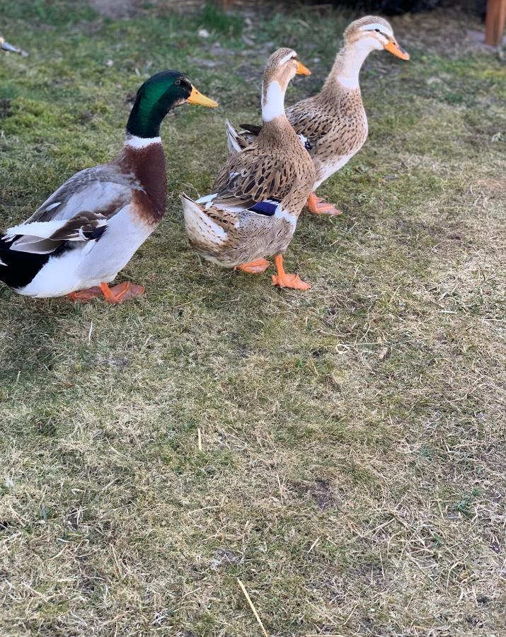 Agro Na Wapniarni Villa Biala  Dış mekan fotoğraf